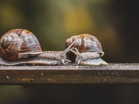 核验编辑苏晚在电脑前对照两个页面逐条比对信息，笔记本上记录着核对时间